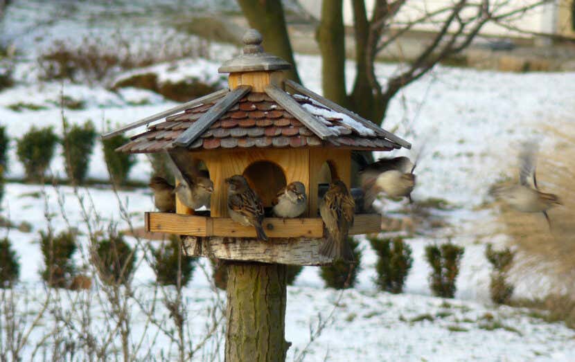 Heimische Tiere Im Garten Uberwintern Lassen