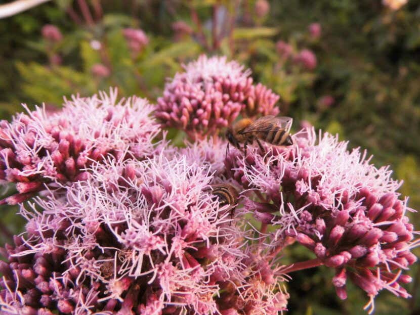 Tausend Gartenideen Sandras Wilder Schrebergarten