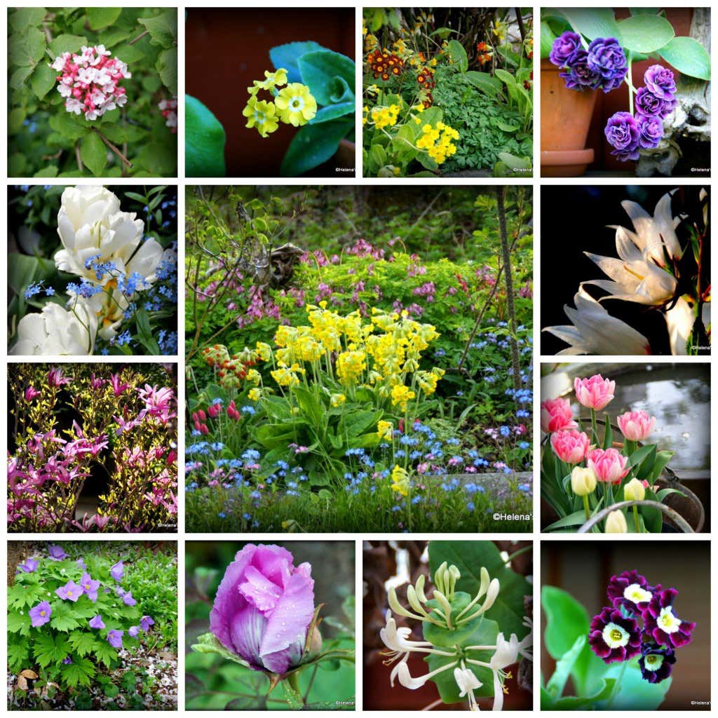 Zierblumen im Garten