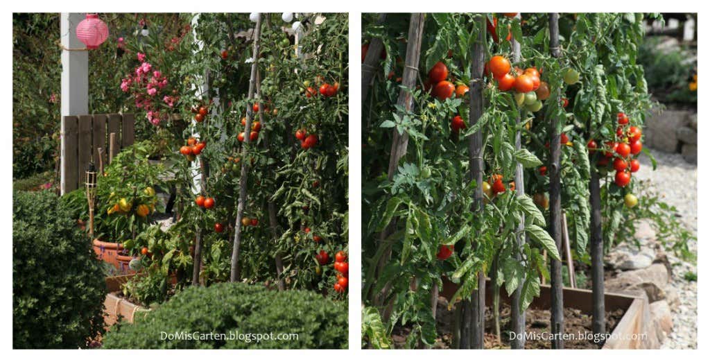 Tomaten am Strauch