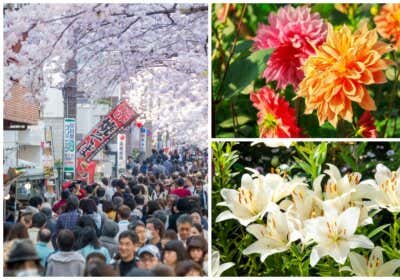 Hanakotoba - die Blumensprache Japans