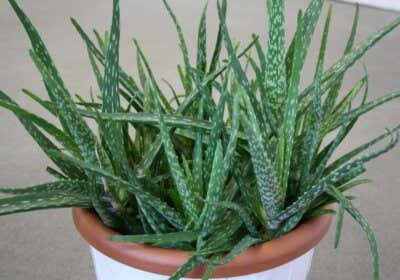 Aloe-Vera-Pflanze im Topf