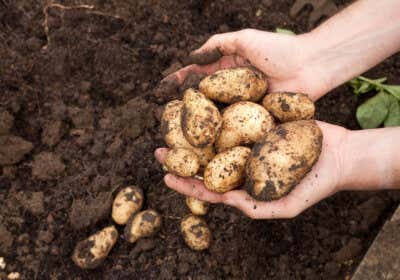 Gärtner mit Kartoffeln aus der Erde