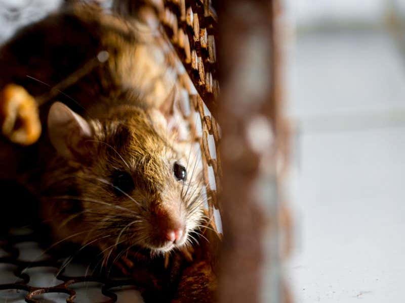 Nagetiere im Haus und Garten Was hilft wirklich?