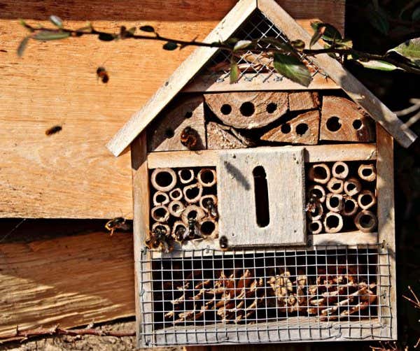 Insektenhotel Aufstellen: Wo, Wann & Wie - So Geht's Richtig