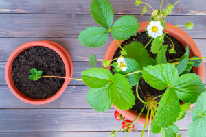 Erdbeeren überwintern: So Bringen Sie Ihre Erdbeeren Durch Den Winter!